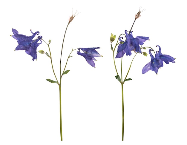 Flores secas y prensadas de una campanula azul aisladas en un fondo blanco