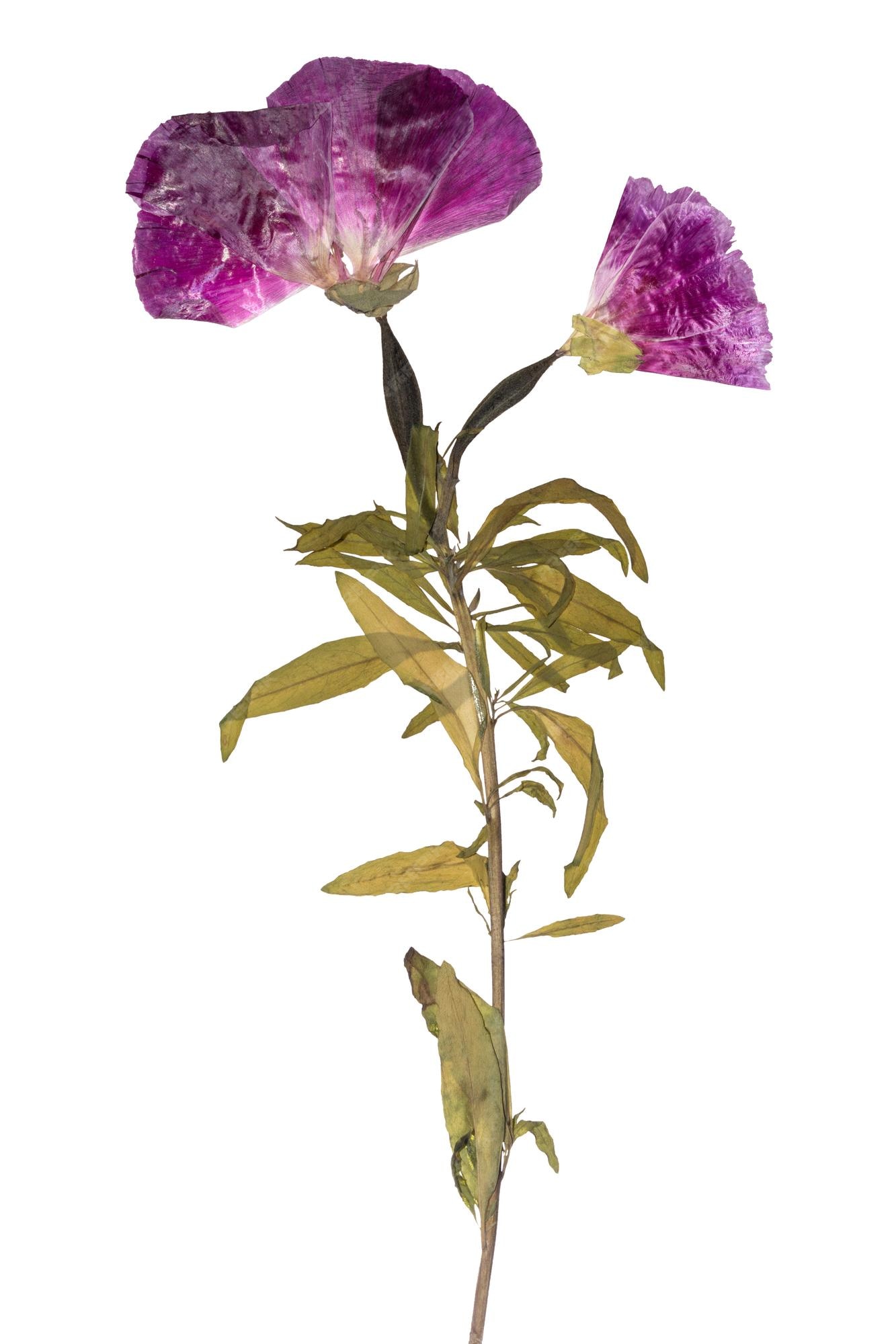 Flores secas y prensadas herbario de flores moradas godetia flor aislada | Foto Premium Flores secas y prensadas herbario de flores moradas godetia flor aislada | Foto Premium