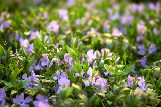 Flores selvagens da primavera pequena pervinca vinca minor