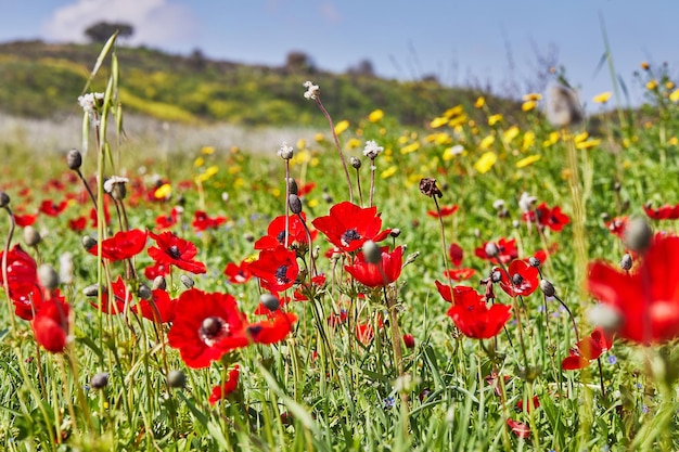 Flores selvagens de anêmonas vermelhas florescem entre a grama verde no prado Linda paisagem florescente de primavera na reserva do parque nacional Sul de Israel