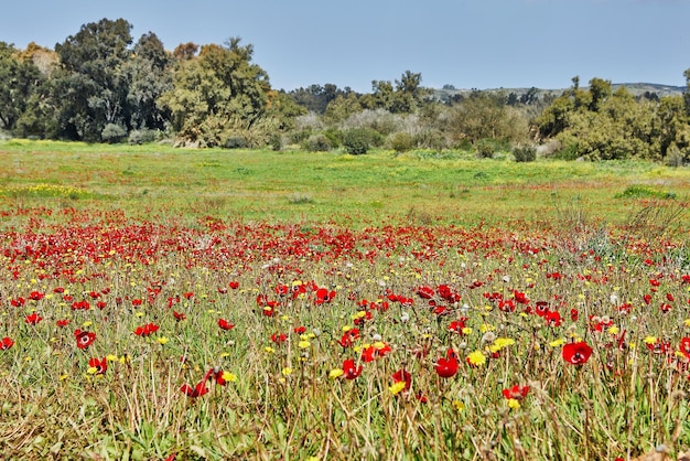 Flores selvagens de anêmonas vermelhas florescem entre a grama verde no prado Linda paisagem florescente de primavera na reserva do parque nacional Sul de Israel