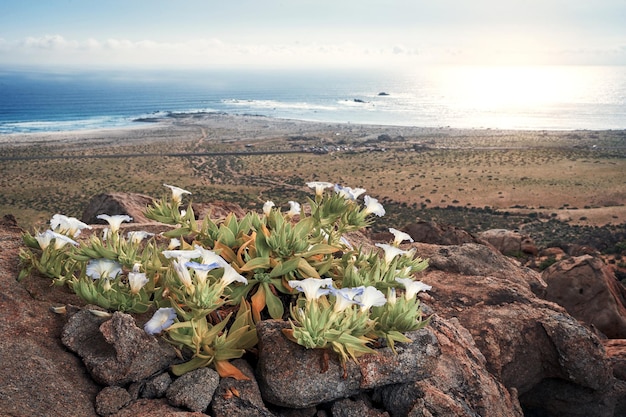 Flores selvagens de Nolana rupicola crescendo na colina no deserto de Atacama