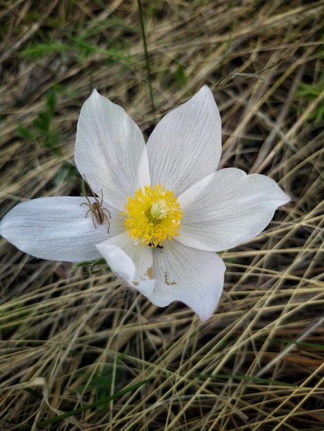 Flores selvagens do narciso no prado