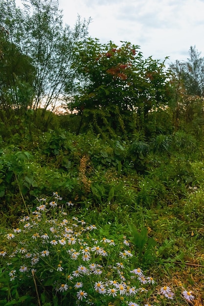 Flores selvagens no prado