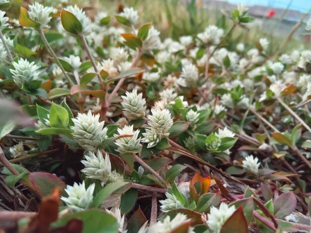 Foto flores selvagens no quintal e céu azul