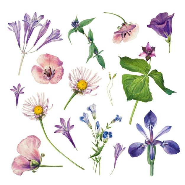 Flores selvagens roxas png ilustração desenhada à mão