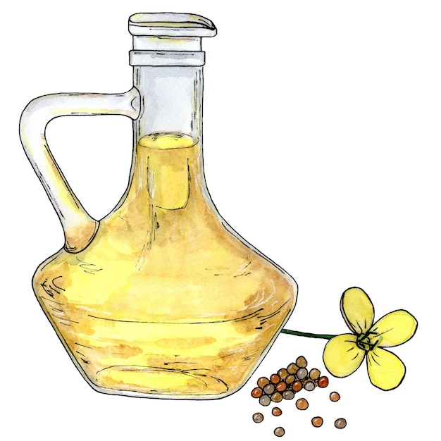 Foto flores y semillas de aceite de canola dieta de alimentos saludables y productos cosméticos aislado sobre fondo blanco dibujo de boceto de acuarela