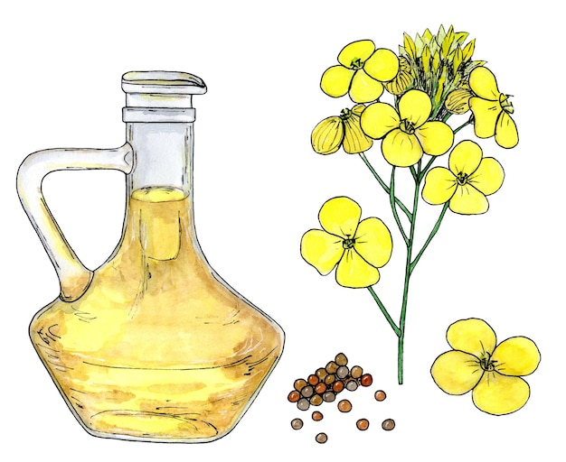 Flores y semillas de aceite de canola Dieta de alimentos saludables y productos cosméticos Aislado sobre fondo blanco Dibujo de boceto de acuarela