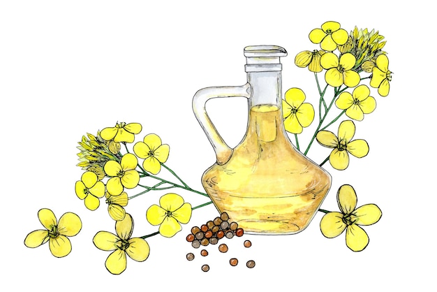 Flores y semillas de aceite de canola Dieta de alimentos saludables y productos cosméticos Aislados en dibujo de acuarela de fondo blanco