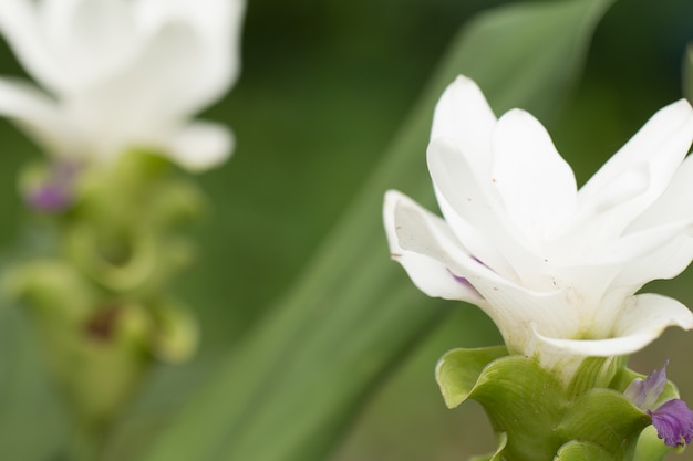 Flores de Siam Tulip en el jardín