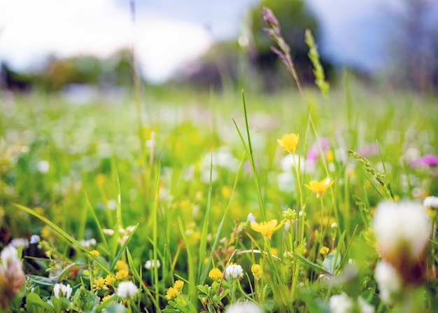 Flores silvestres aÑ‚Ð² hierba verde en el paisaje de primavera o verano