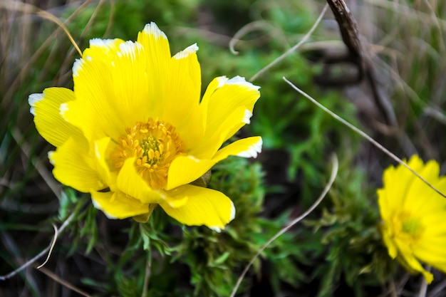 Flores silvestres adônis brotam as primeiras flores da primavera, o início de uma nova vida, o conceito de um b ...