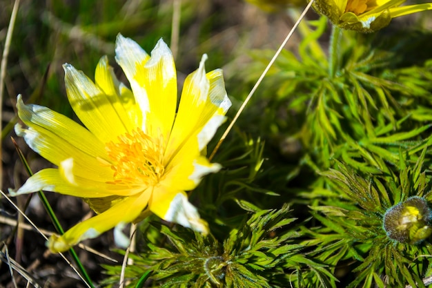 Flores silvestres adonis primavera las primeras flores de la primavera el comienzo de una nueva vida el concepto de un b ...