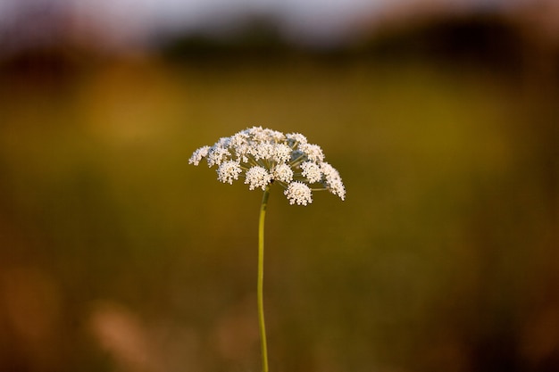 Flores silvestres al atardecer.