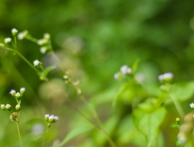 Las flores silvestres al costado del camino son hermosas para mirar