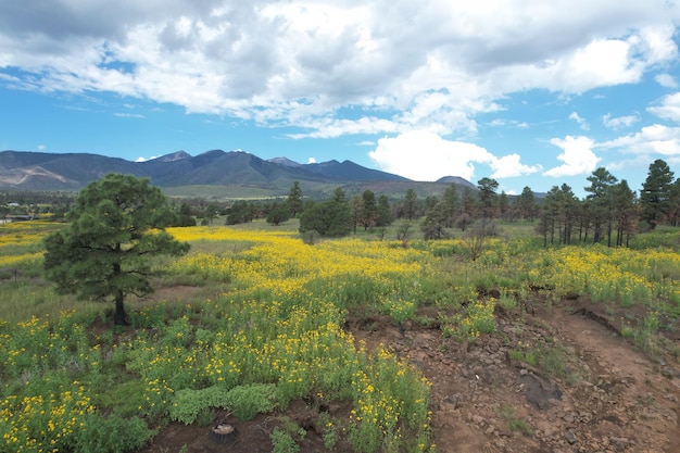 Flores silvestres alrededor de Flagstaff Arizona