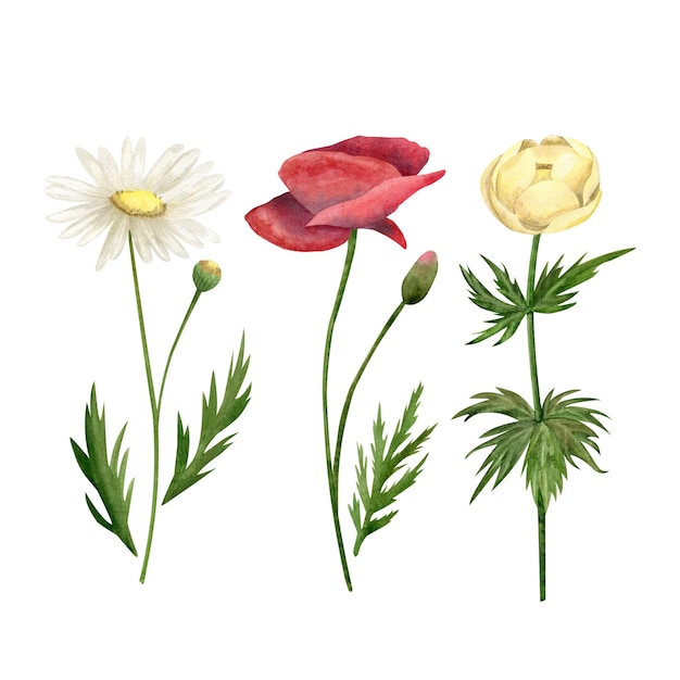 Flores silvestres amapola margarita globo flor aislado ilustraciones en acuarela para el diseño