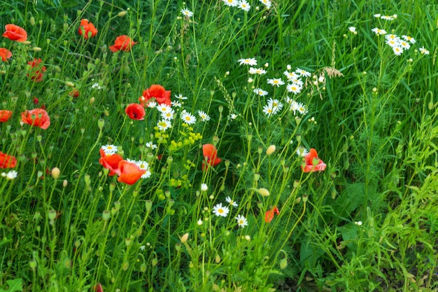 Flores silvestres, amapolas y manzanilla en la hierba. Fondo floreciente de verano.