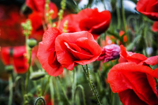 Flores silvestres de amapolas rojas en el campo por la mañana. Fondo floral. Enfoque suave.,