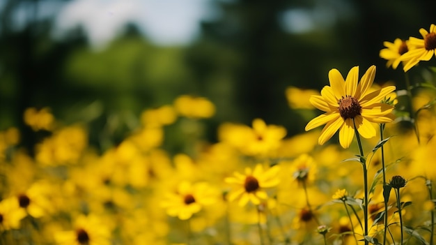 Flores silvestres amarelas brilhantes se aquecem sob um céu azul claro de verão