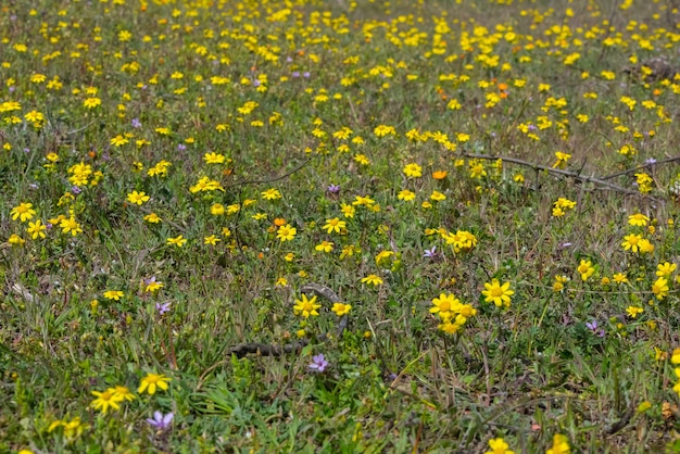 Flores silvestres amarelas da primavera em um prado