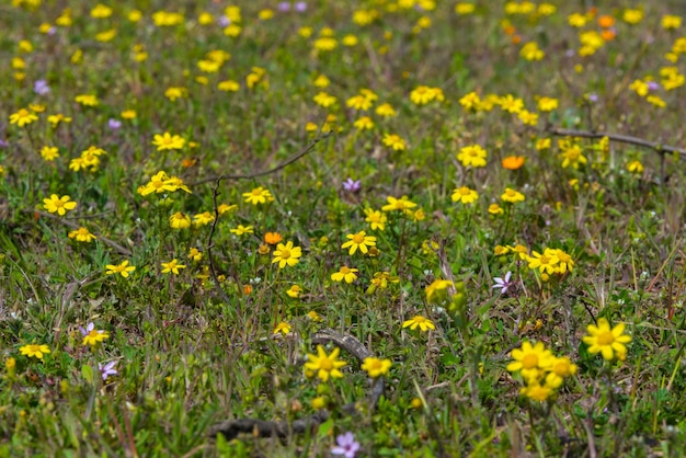 Flores silvestres amarelas da primavera em um prado