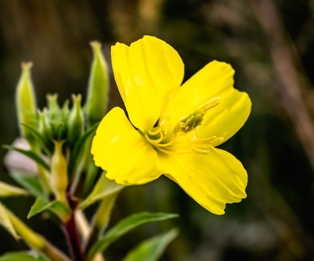 Flores silvestres amarelas de esholzia perfumadas Fundo natural colorido de flores do prado