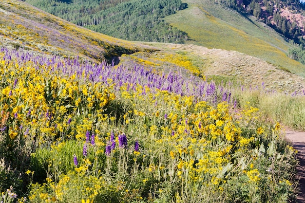 Flores silvestres amarelas e azuis em plena floração nas montanhas.