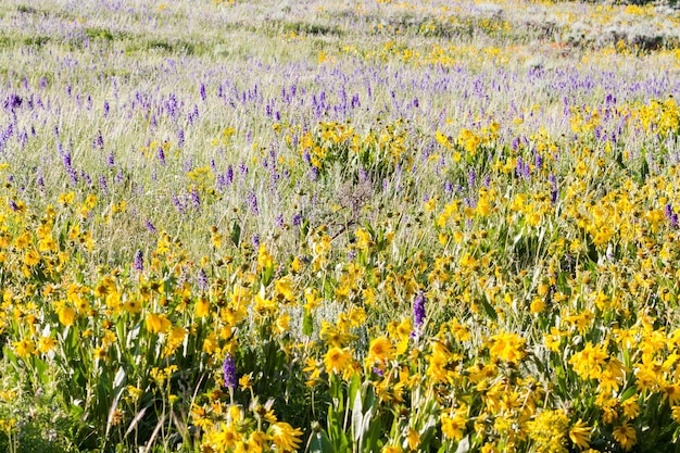 Flores silvestres amarelas e azuis em plena floração nas montanhas.