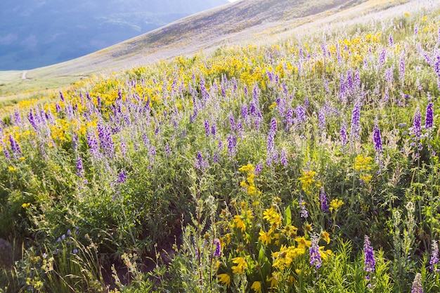 Flores silvestres amarelas e azuis em plena floração nas montanhas.