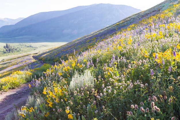 Flores silvestres amarelas e azuis em plena floração nas montanhas.