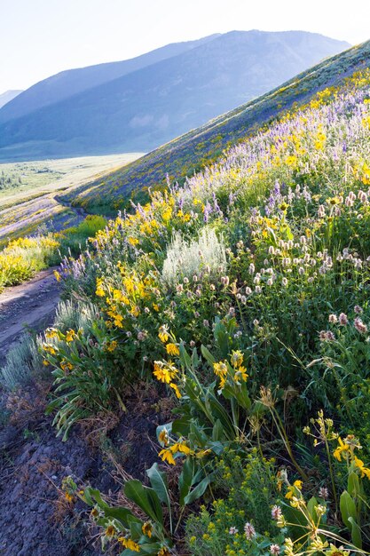 Flores silvestres amarelas e azuis em plena floração nas montanhas.