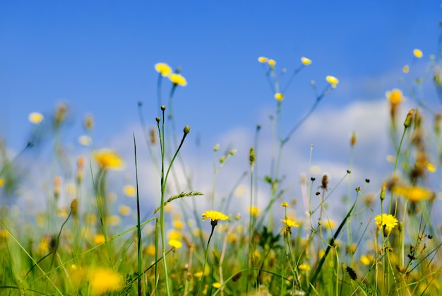 Flores silvestres amarelas e céu azul do ponto de vista baixo, profundidade de campo rasa