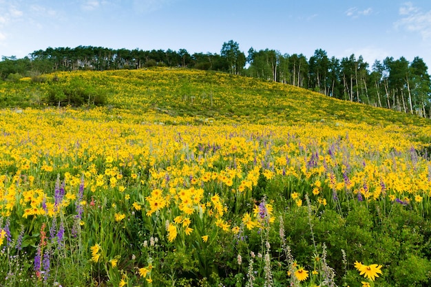 Flores silvestres amarelas em plena floração nas montanhas.