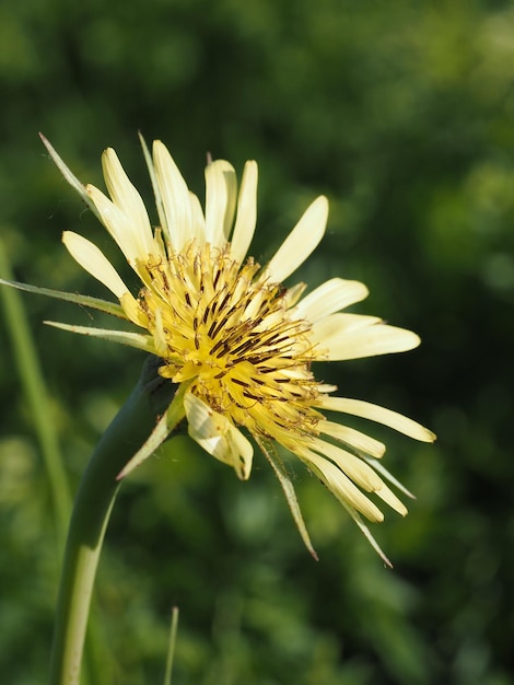 flores silvestres amarelas em um prado de verão