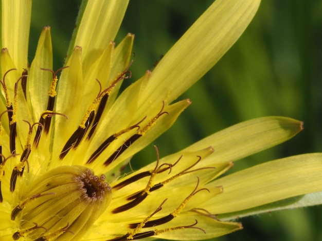 flores silvestres amarelas em um prado de verão