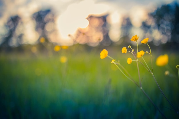 Flores silvestres amarelas na floresta no gramado à luz do sol da noite Campo prado paisagem natureza