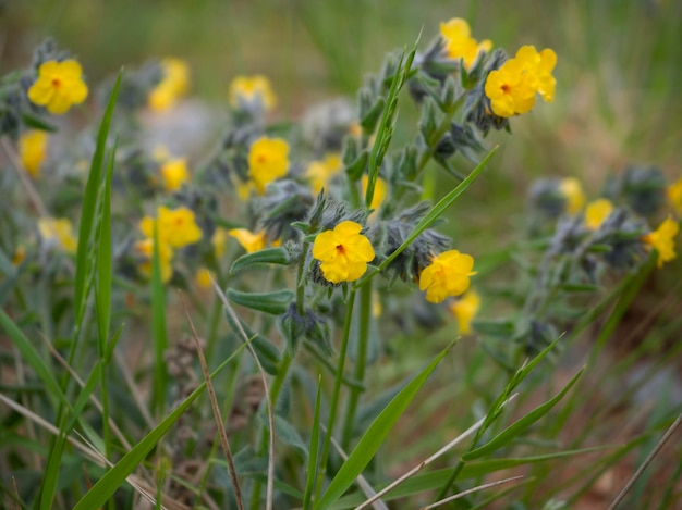 Flores silvestres amarelas na primavera na grécia