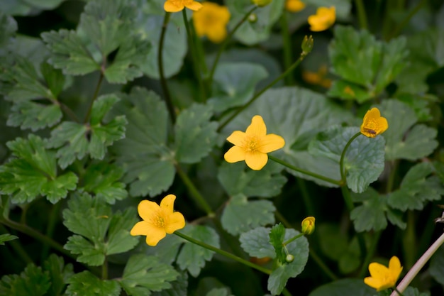 Flores silvestres amarelas