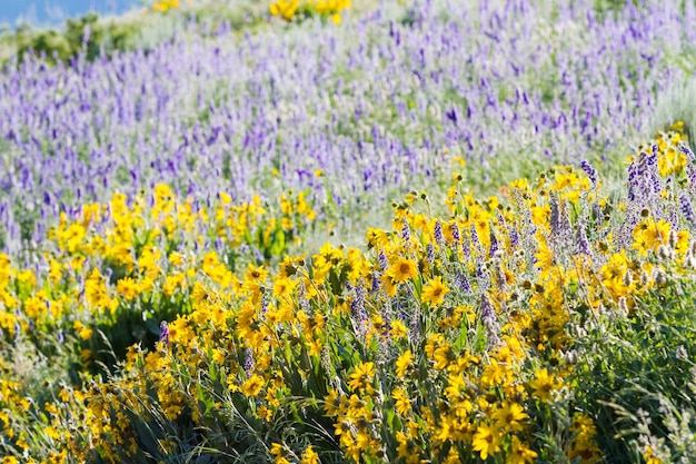 Flores silvestres amarillas y azules en plena floración en las montañas.