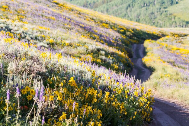 Flores silvestres amarillas y azules en plena floración en las montañas.