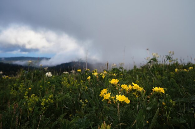 Las flores silvestres amarillas y blancas crecen en las montañas contra el fondo del bosque en la niebla