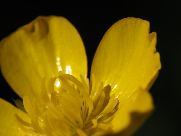 flores silvestres amarillas en un prado de verano