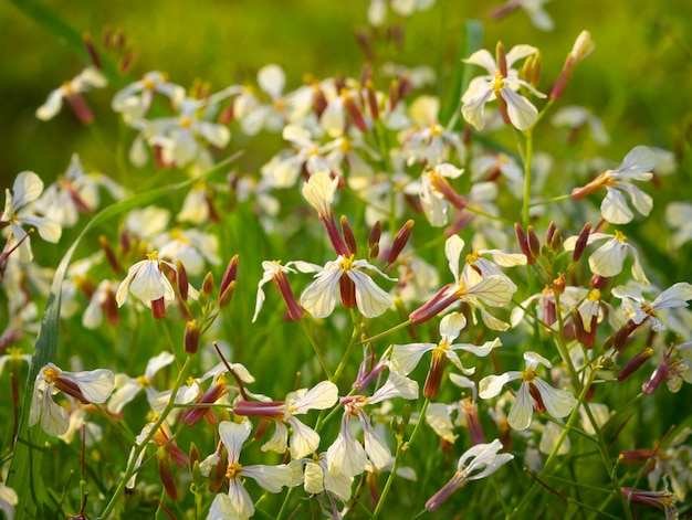 Flores silvestres amarillas en primavera en Grecia