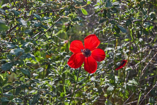 Las flores silvestres de anémona roja florecen en el desierto de primavera del Negev, en el sur de Israel