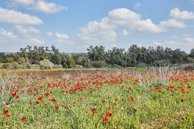 Flores silvestres de anémona roja florecen entre la hierba verde en el prado Magnífico paisaje floreciente de primavera en la reserva del parque nacional del sur de Israel