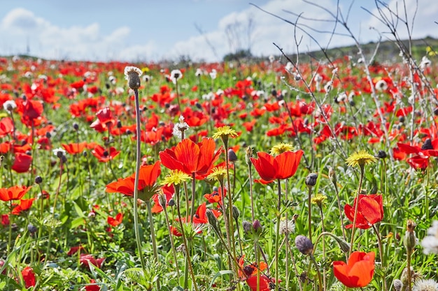 Flores silvestres de anémona roja florecen en primavera contra el cielo azul Desierto del Negev Sur de Israel