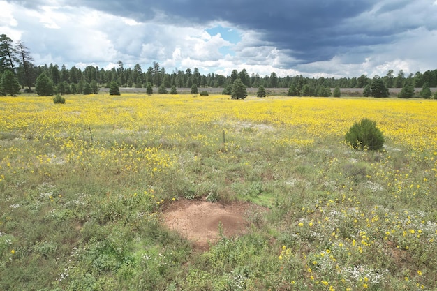 Flores silvestres ao redor de Flagstaff Arizona