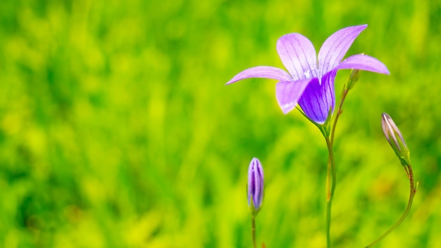 Flores silvestres azuis bluebells na natureza