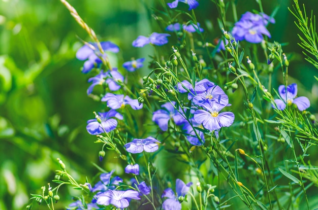 Flores silvestres azuis em um dia de verão